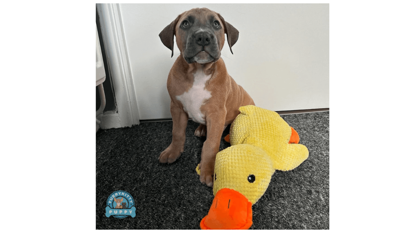 Large Duck-Shaped Squeaky Plush Toy for Dogs: Durable Chewtoy for Interactive Play