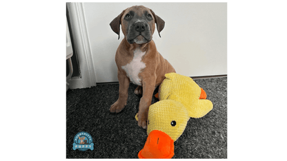 Large Duck-Shaped Squeaky Plush Toy for Dogs: Durable Chewtoy for Interactive Play